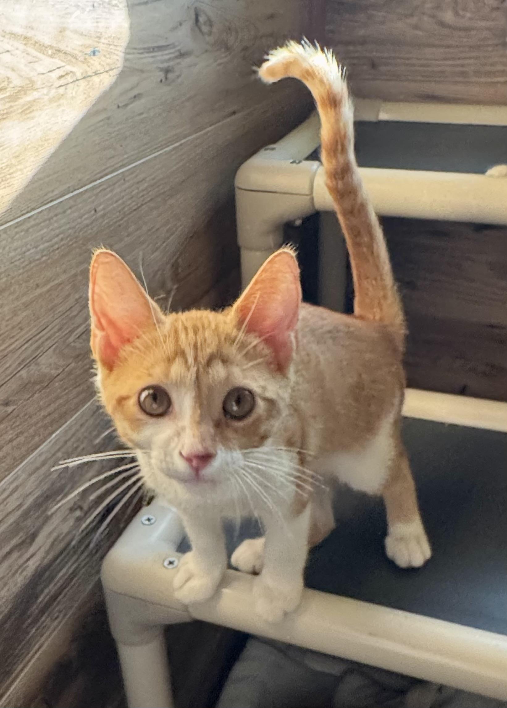 Tangelo, a Adoptable Domestic Short Hair in North Tonawanda, NY image 3/6