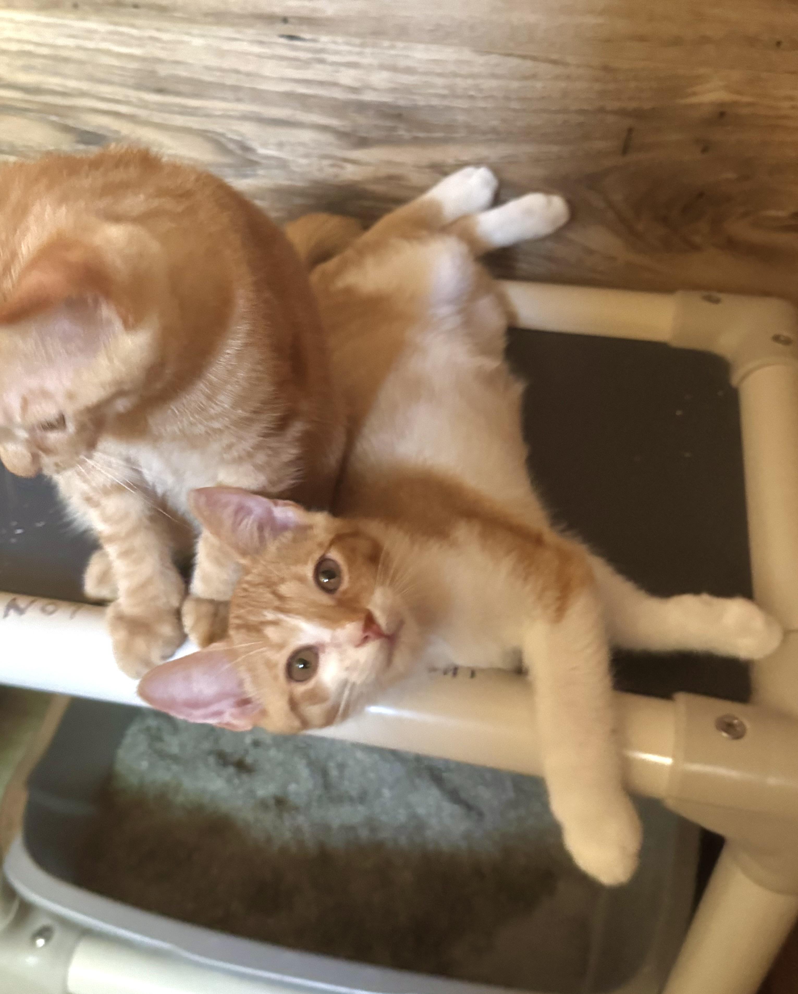 Tangelo, a Adoptable Domestic Short Hair in North Tonawanda, NY image 4/6