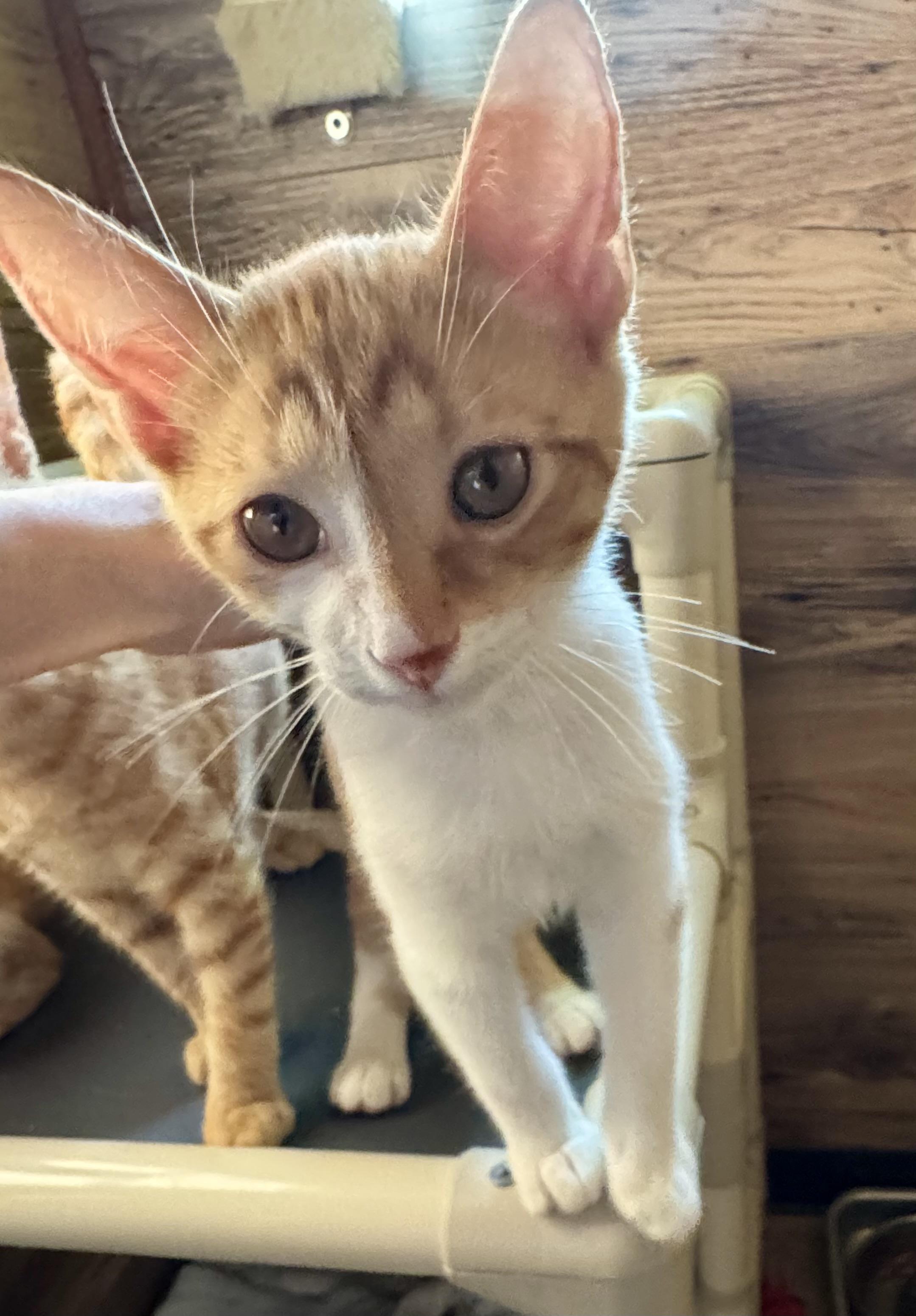 Tangelo, a Adoptable Domestic Short Hair in North Tonawanda, NY image 1/6