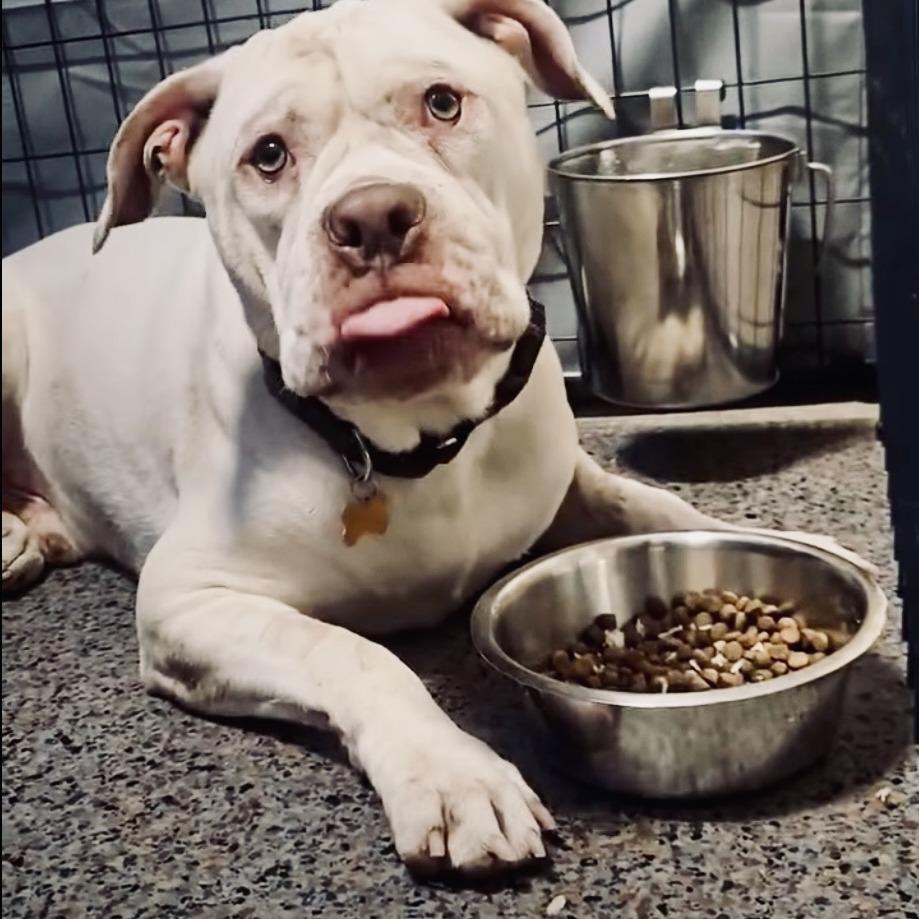 Enlarge Dallas Marshmallow, a Adoptable American Bulldog in McMinnville, OR image 1/1
