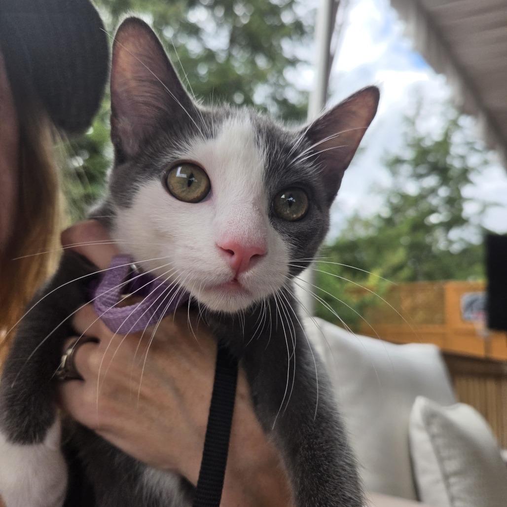 Niko, Adoptable, Kitten Male Domestic Short Hair.
