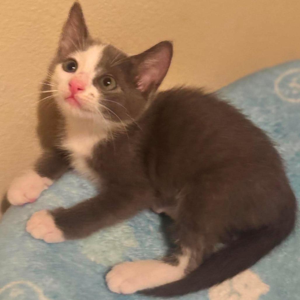 Niko, Adoptable, Kitten Male Domestic Short Hair.