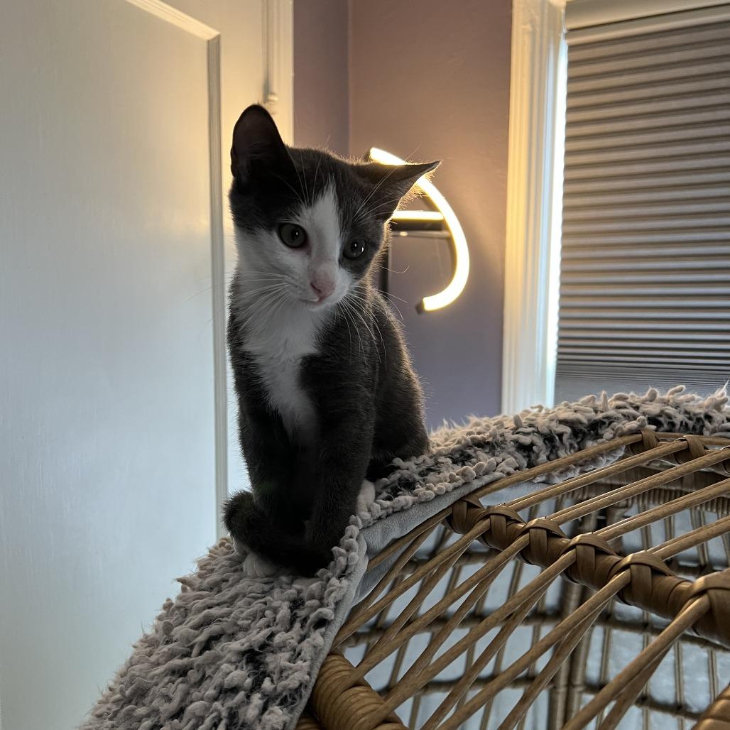 Enlarge Niko, a Adoptable Domestic Short Hair in Redmond, WA image 5/6