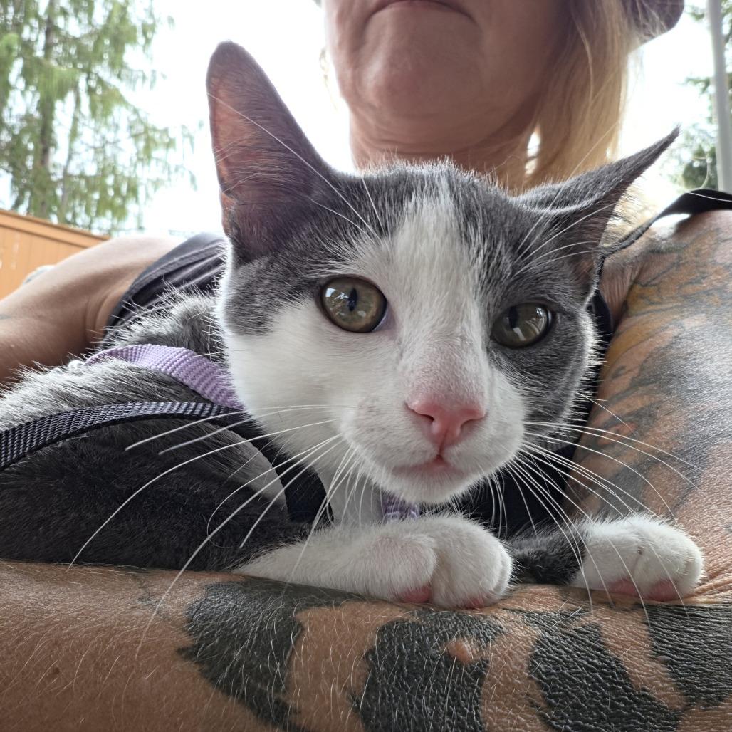 Enlarge Niko, a Adoptable Domestic Short Hair in Redmond, WA image 6/6