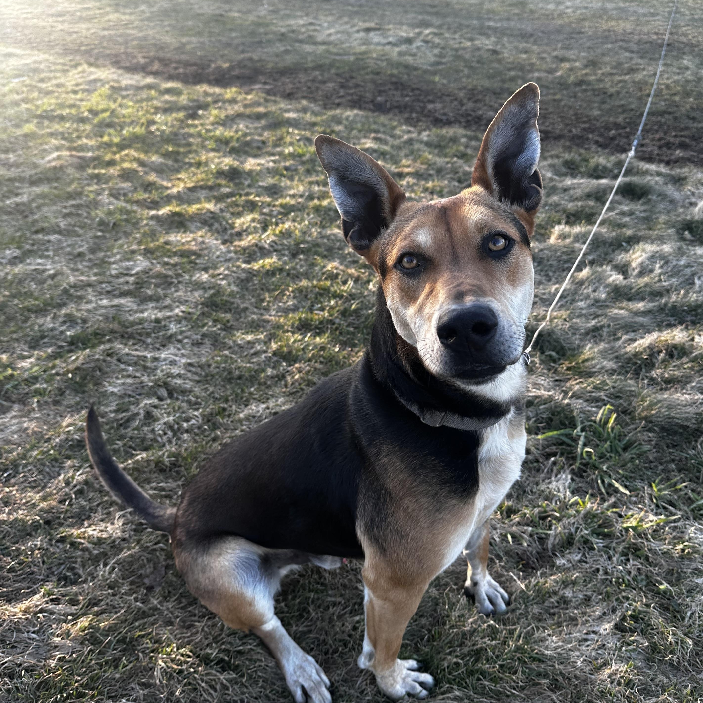 Enlarge Bruce, a Adoptable mixed breed in Weston, MA image 3/5