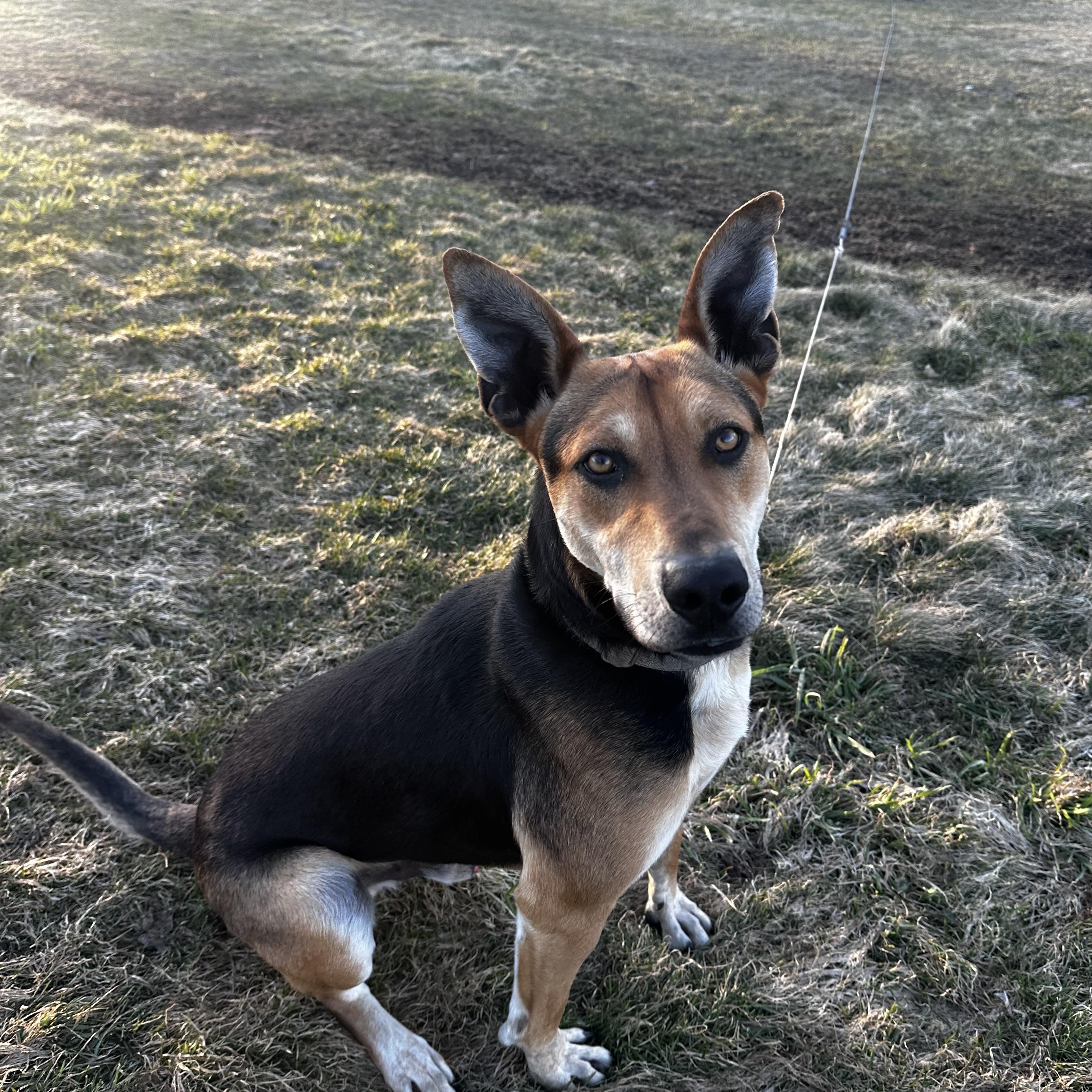 Enlarge Bruce, a Adoptable mixed breed in Weston, MA image 4/5