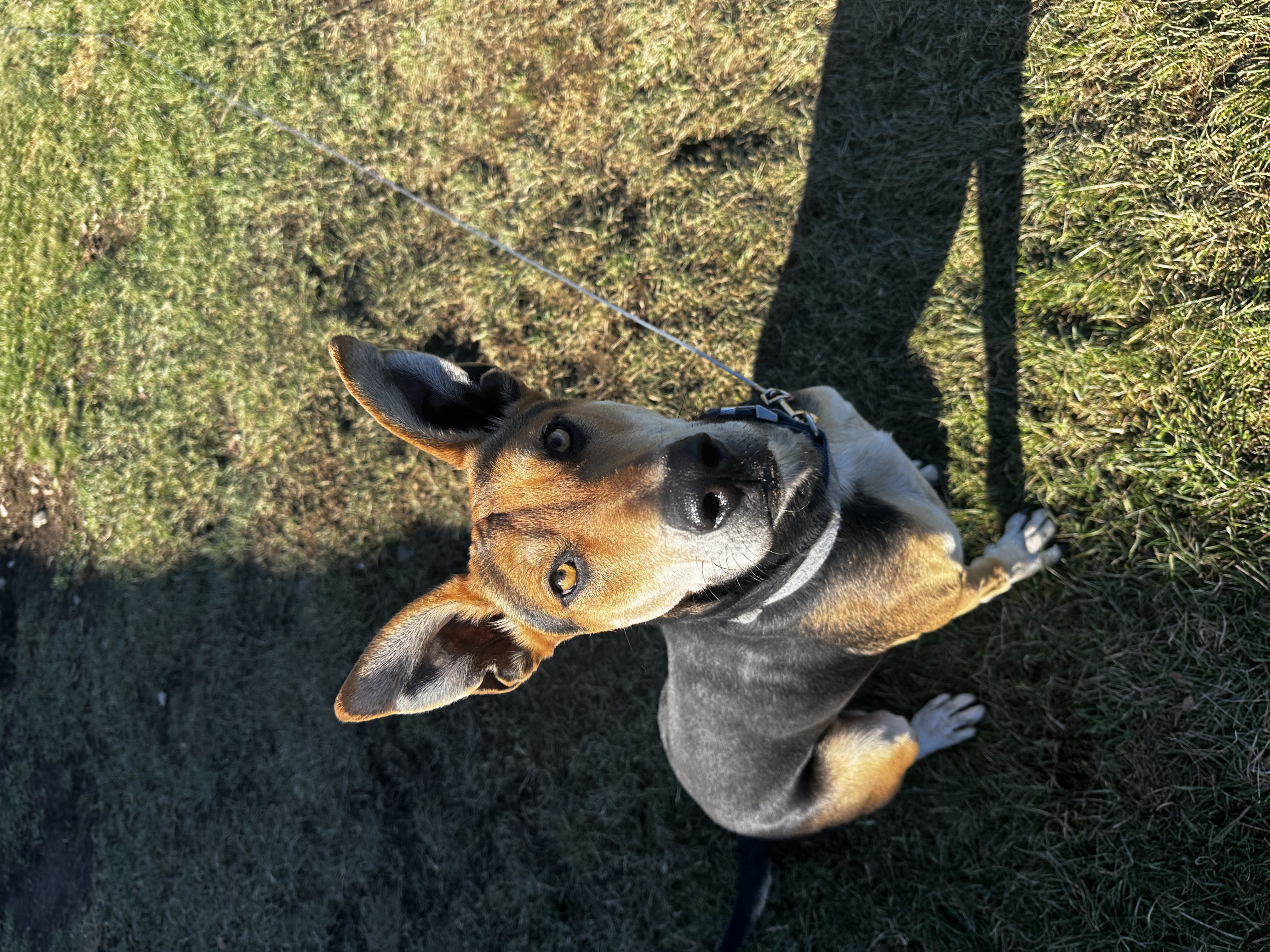 Enlarge Bruce, a Adoptable mixed breed in Weston, MA image 5/5