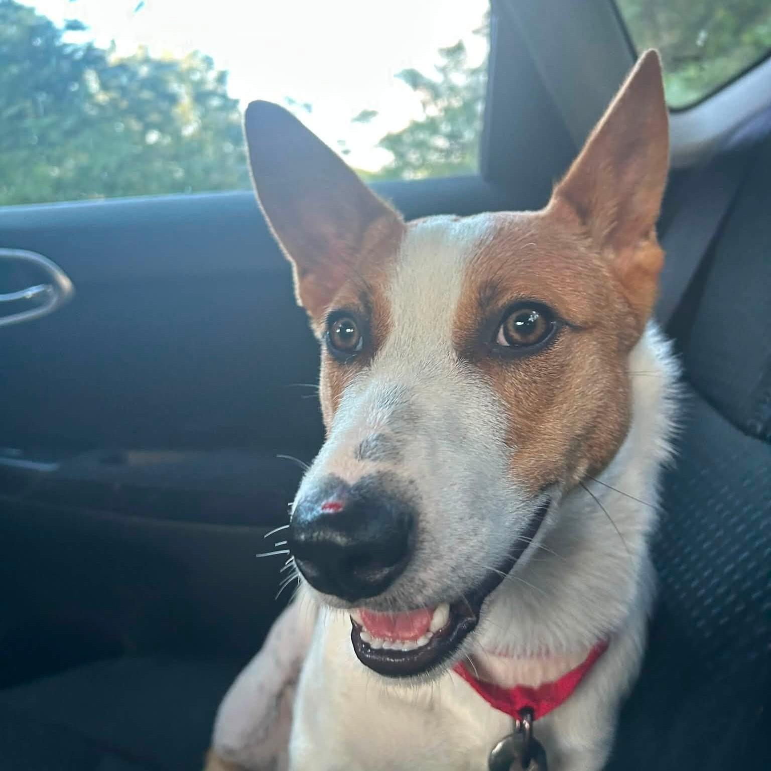 Evan, ADOPTABLE, Young Male Jack Russell Terrier.