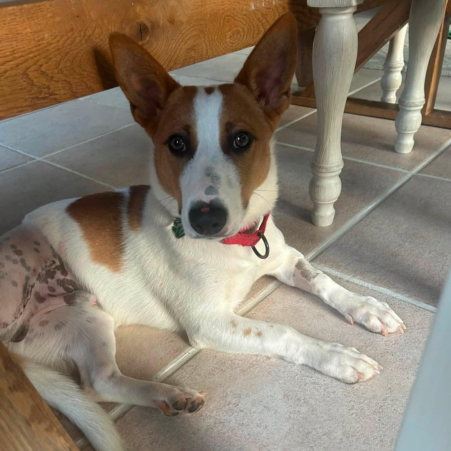 Enlarge Evan, a ADOPTABLE mixed breed in Grafton, OH image 2/4