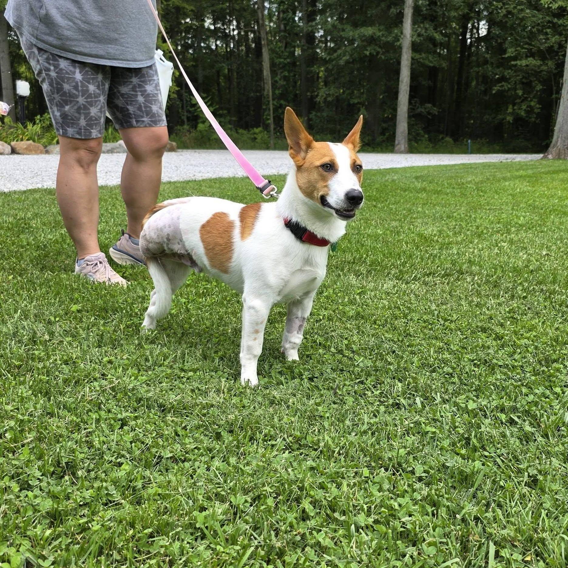 Enlarge Evan, a ADOPTABLE mixed breed in Grafton, OH image 4/4
