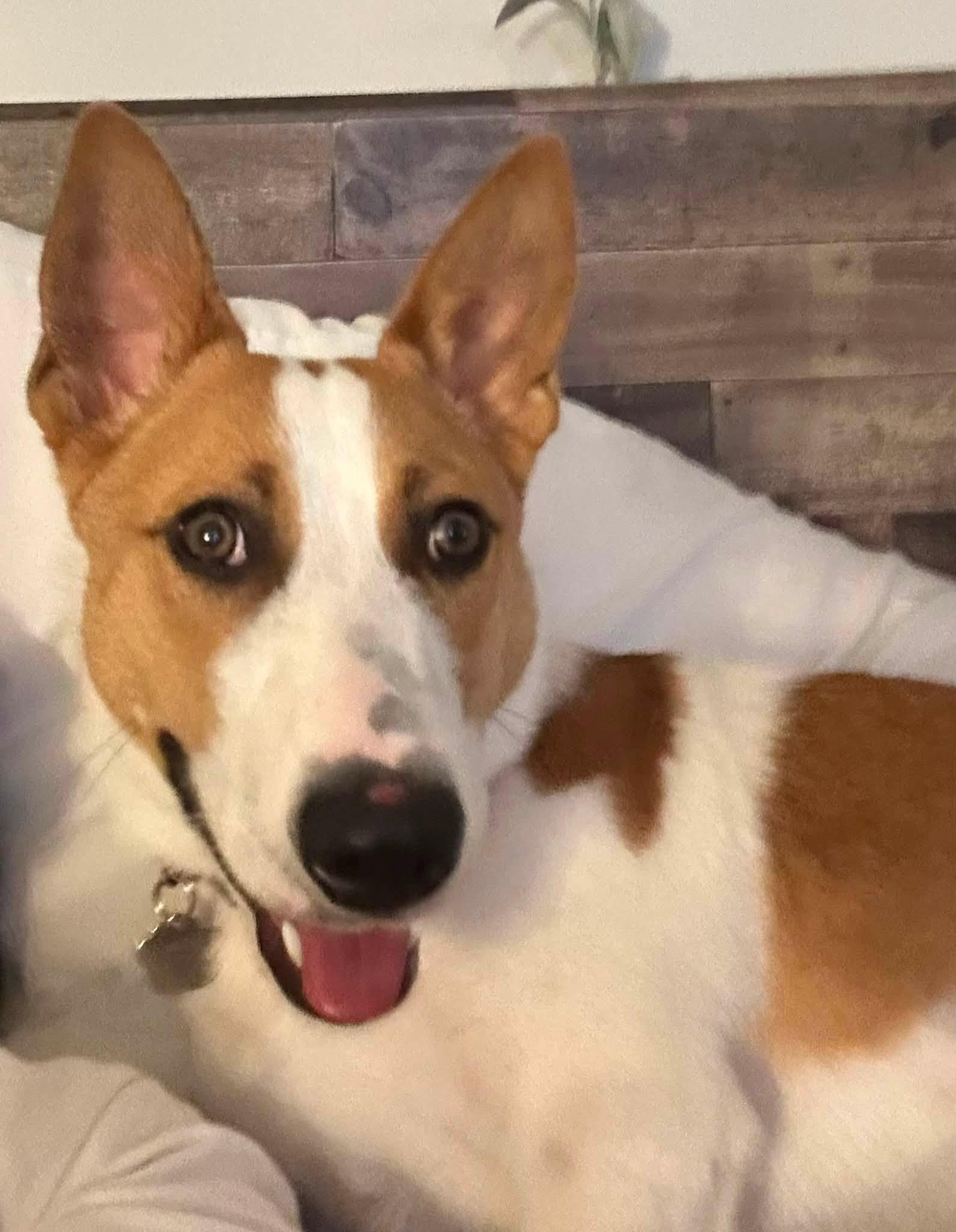 Enlarge Evan, a ADOPTABLE mixed breed in Grafton, OH image 3/4