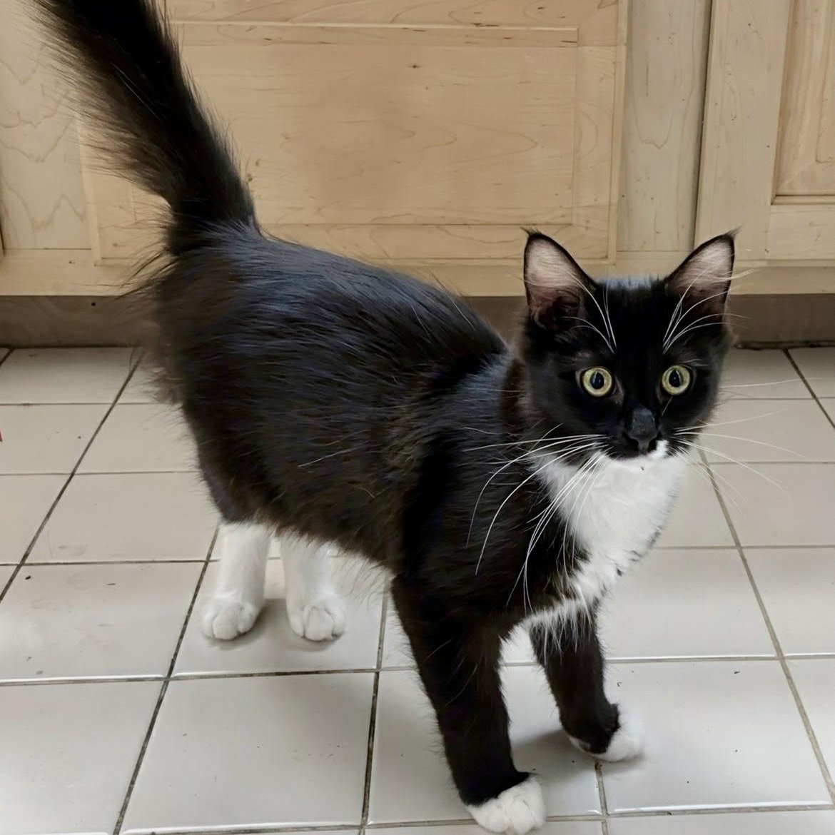 Enlarge Ostrich, a Adoptable Domestic Medium Hair in Apex, NC image 5/5
