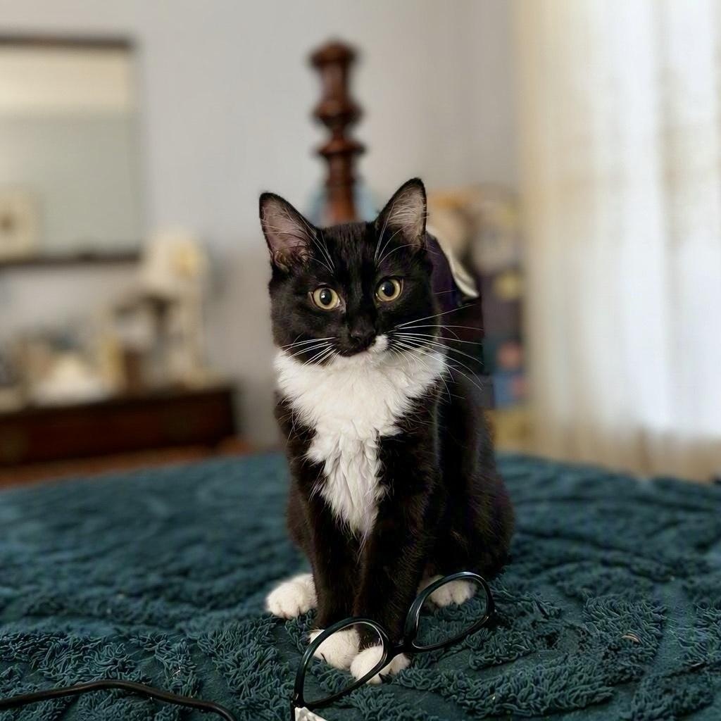 Ostrich, ADOPTABLE, Kitten Female Domestic Medium Hair.