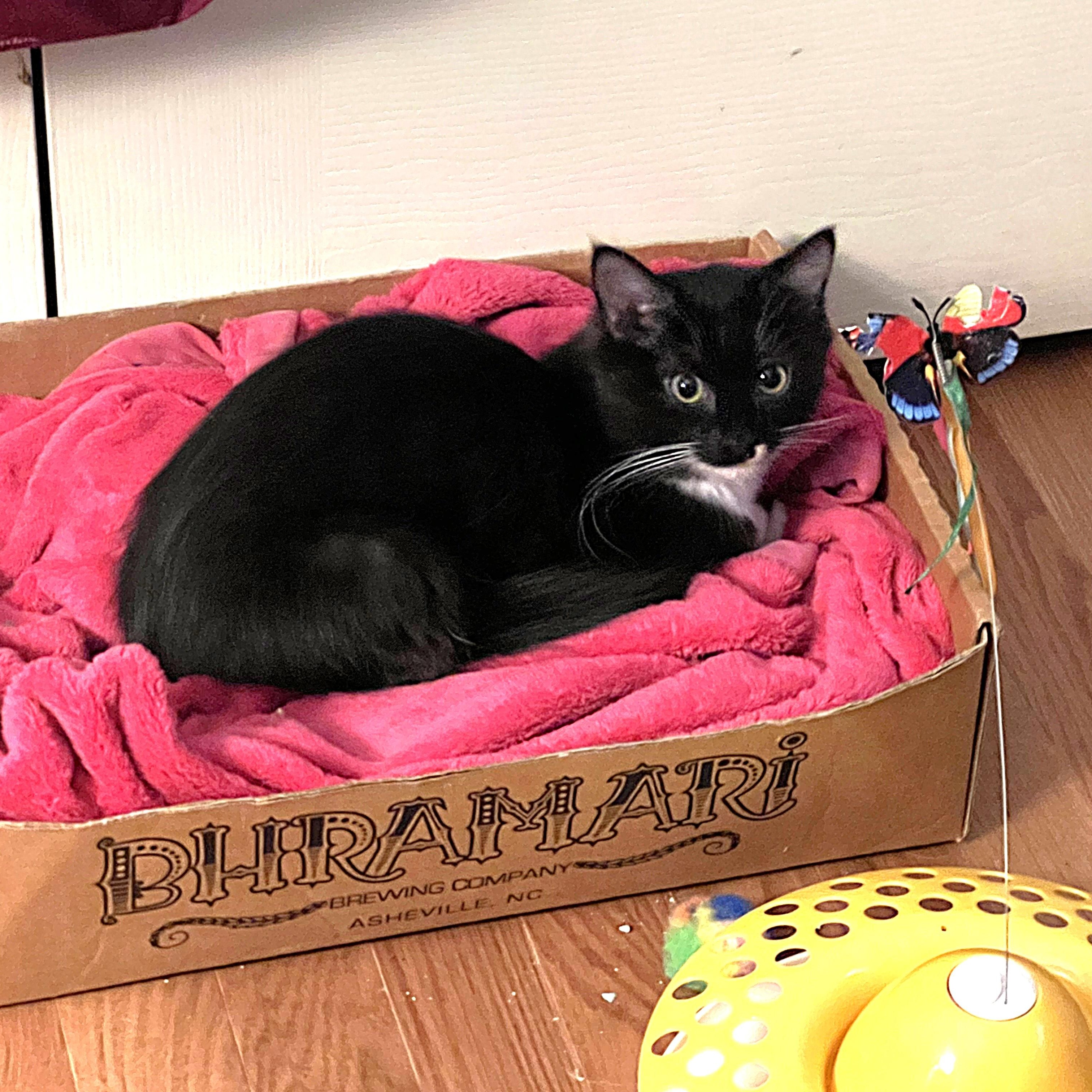 Enlarge Ostrich, a Adoptable Domestic Medium Hair in Apex, NC image 4/5