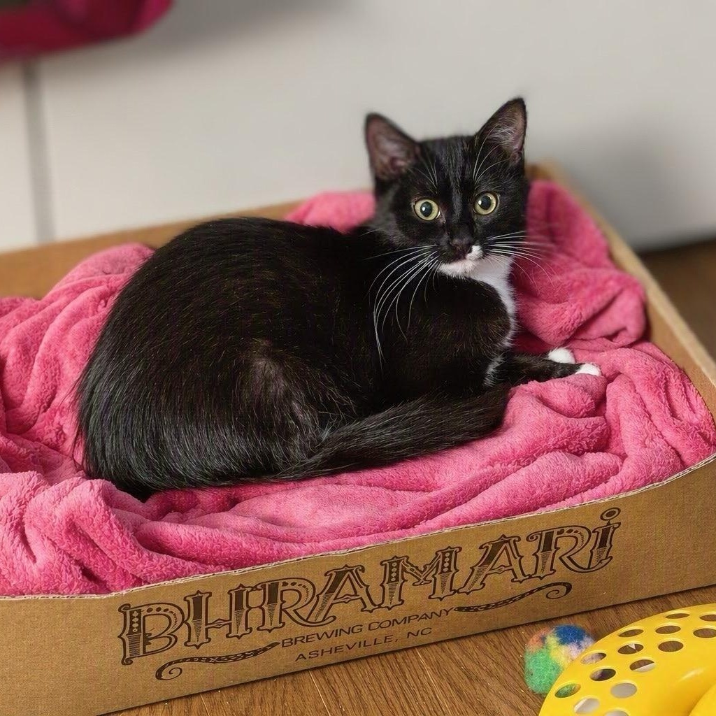 Enlarge Ostrich, a Adoptable Domestic Medium Hair in Apex, NC image 2/5