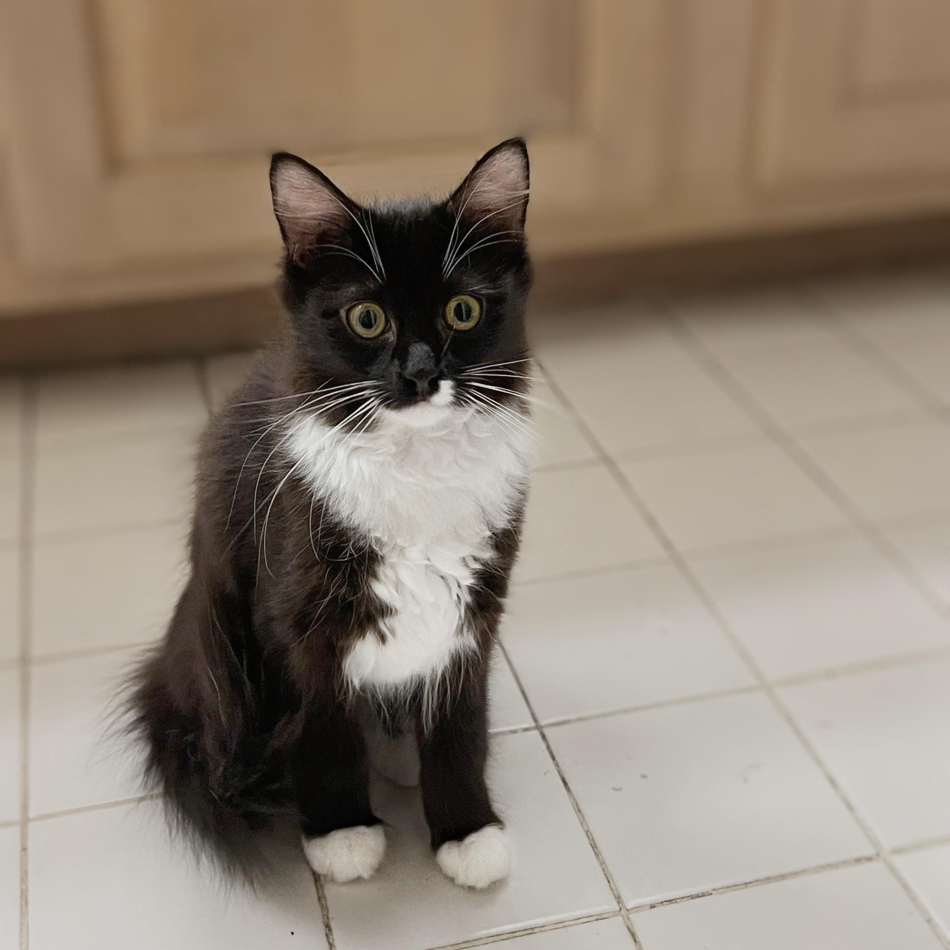 Enlarge Ostrich, a Adoptable Domestic Medium Hair in Apex, NC image 3/5