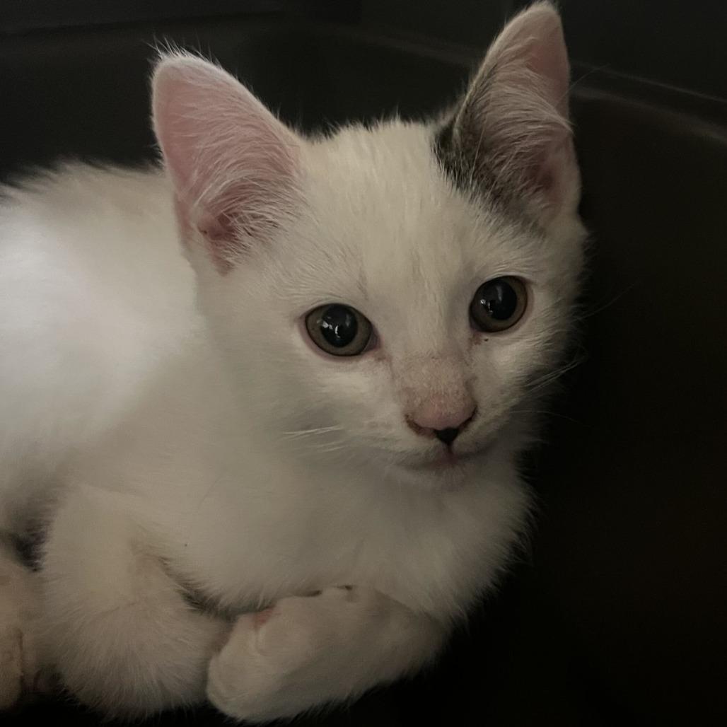 Enlarge Jiggly (26-4H-3), a Adoptable Domestic Short Hair in Rifle, CO image 1/1
