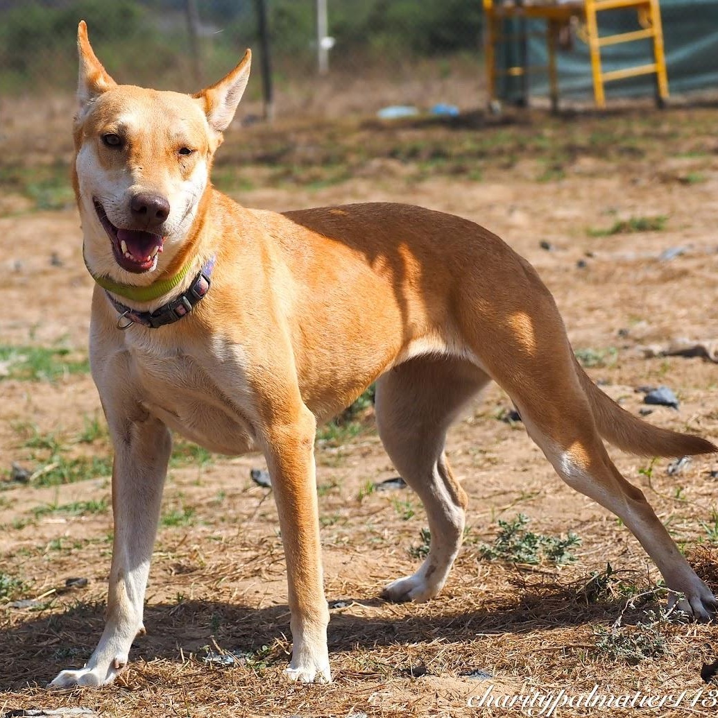 Daysi, Adoptable, Adult Female Mixed Breed.