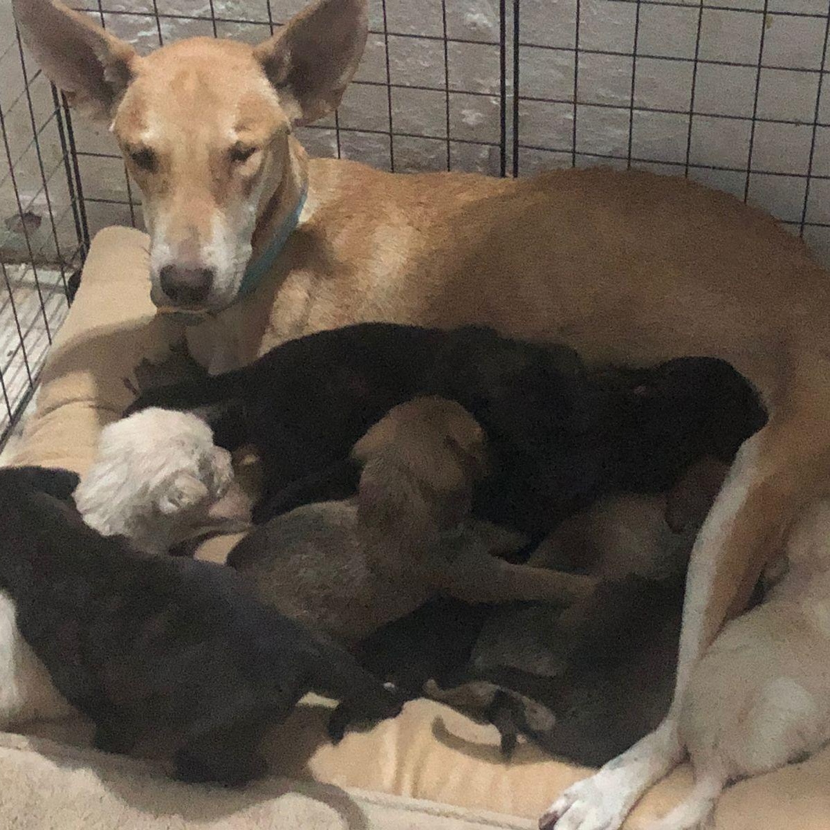 Enlarge Daysi, a Adoptable Mixed Breed in Las Jarretaderas, NAY image 6/6