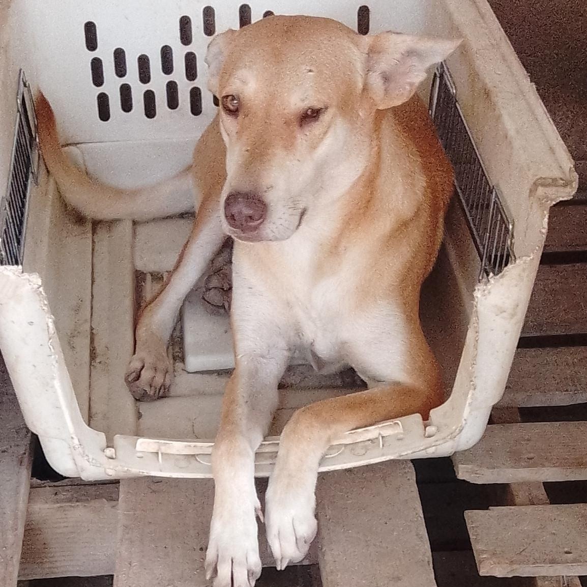 Daysi, Adoptable, Adult Female Mixed Breed.