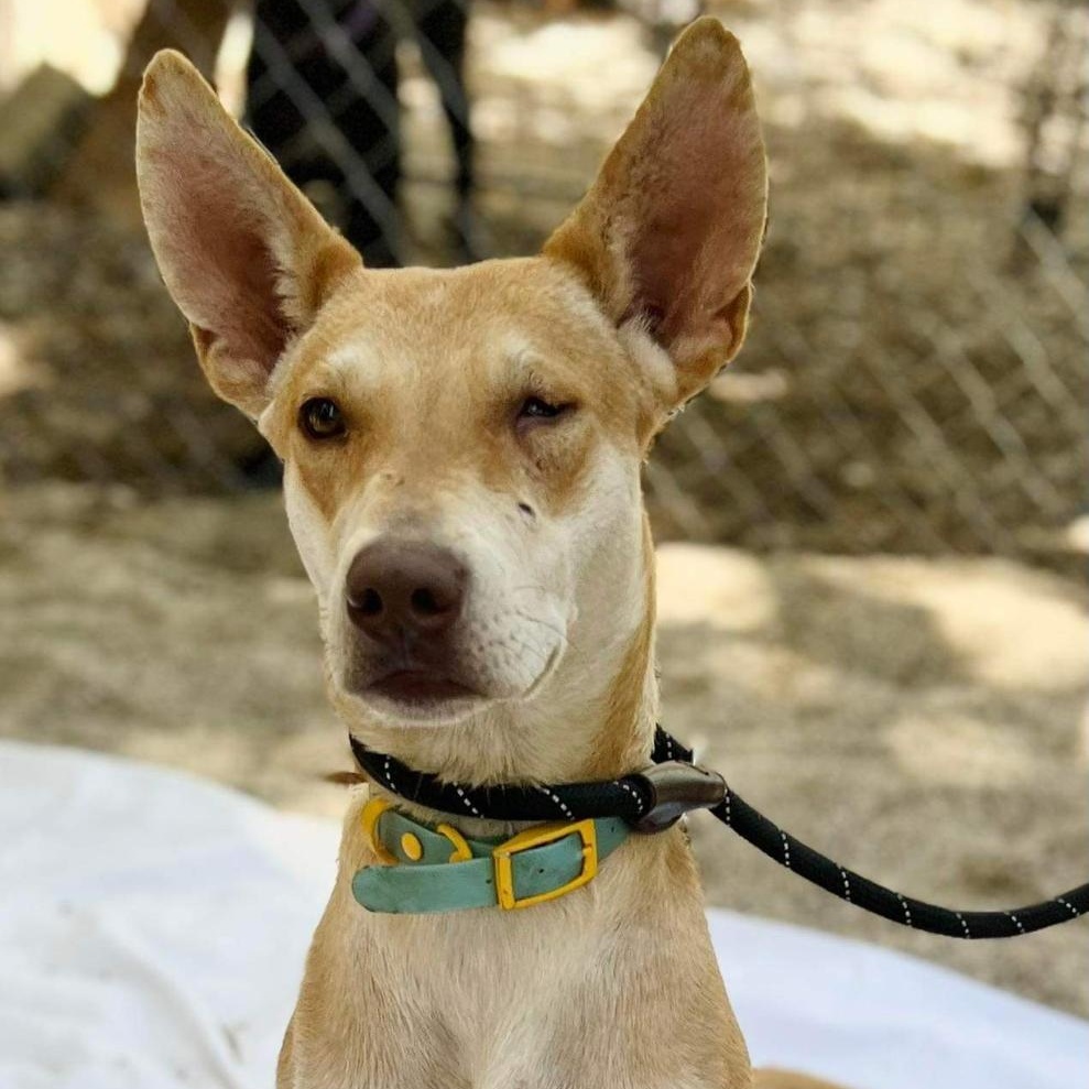 Enlarge Daysi, a Adoptable Mixed Breed in Las Jarretaderas, NAY image 5/6
