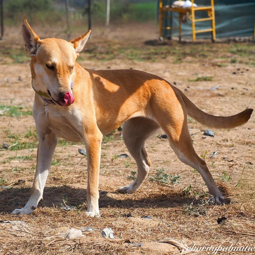 Enlarge Daysi, a Adoptable Mixed Breed in Las Jarretaderas, NAY image 2/6
