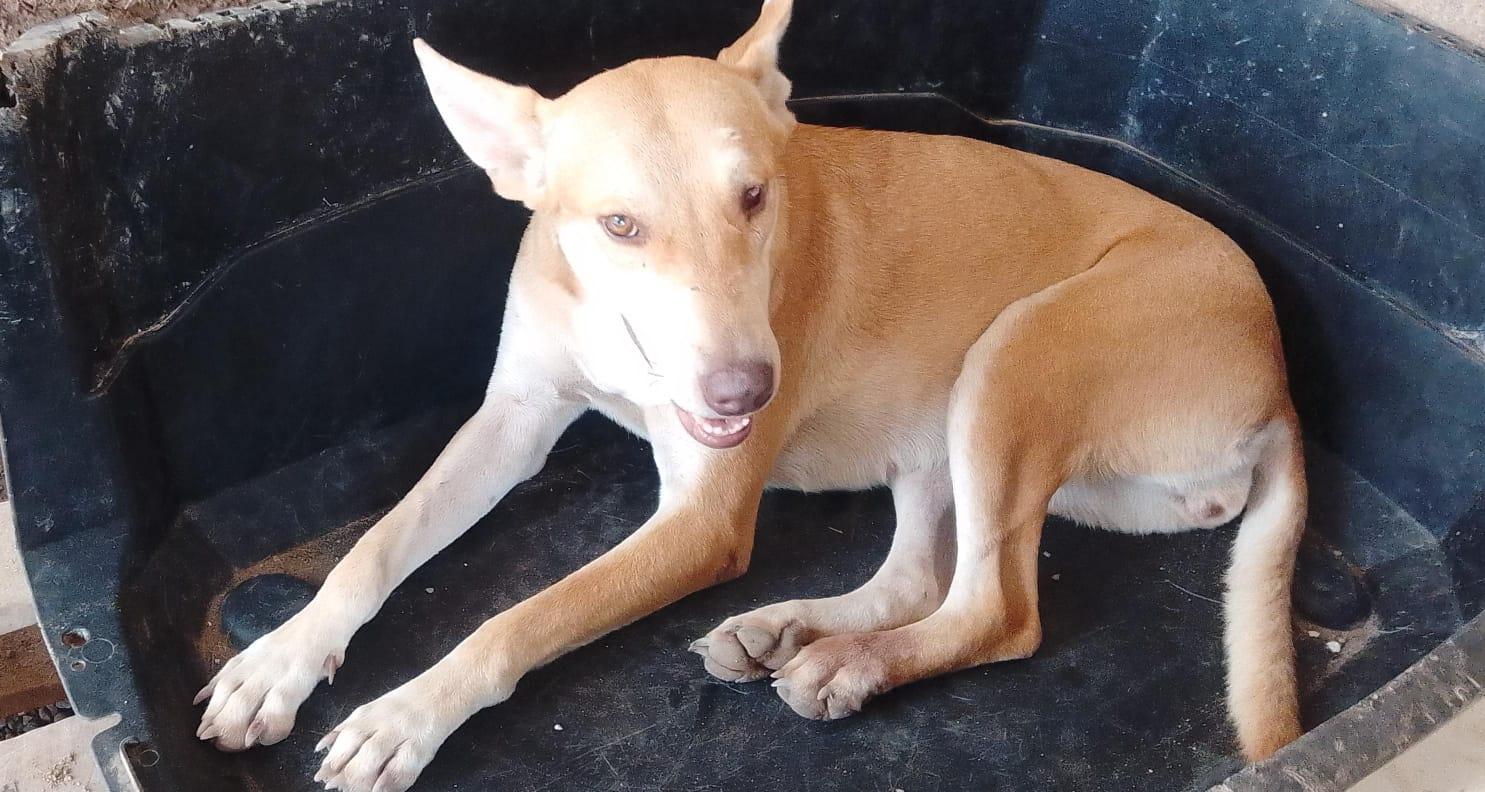 Daysi, an adoptable Mixed Breed in Las Jarretaderas, NAY, 63735 | Photo Image 3