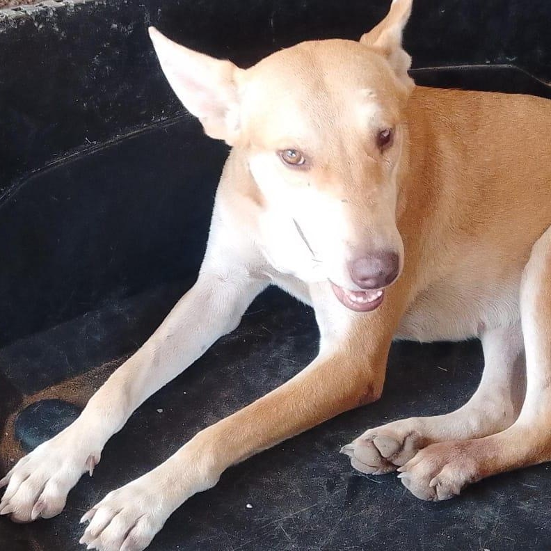 Enlarge Daysi, a Adoptable Mixed Breed in Las Jarretaderas, NAY image 2/6