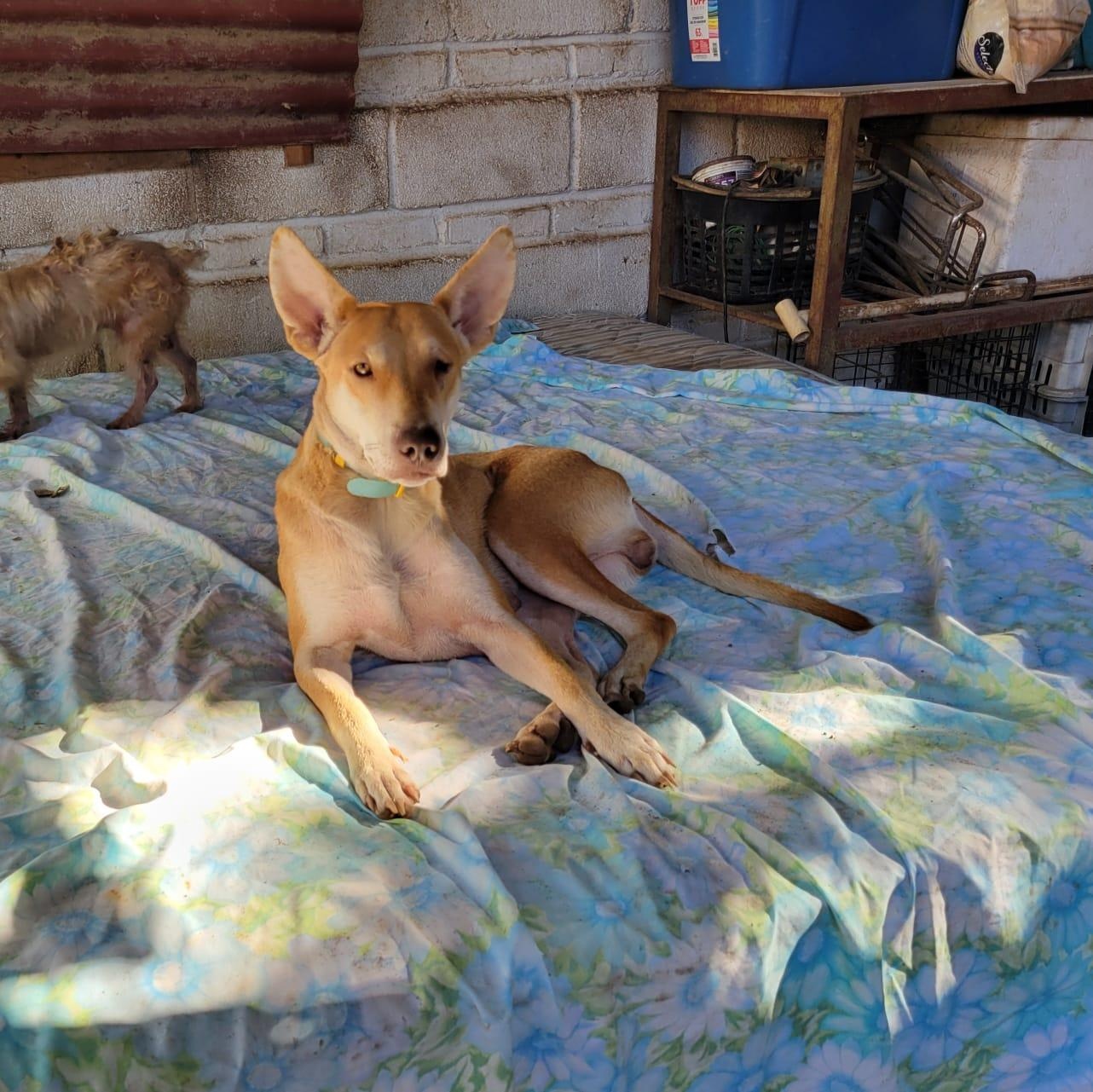 Enlarge Daysi, a Adoptable Mixed Breed in Las Jarretaderas, NAY image 3/6