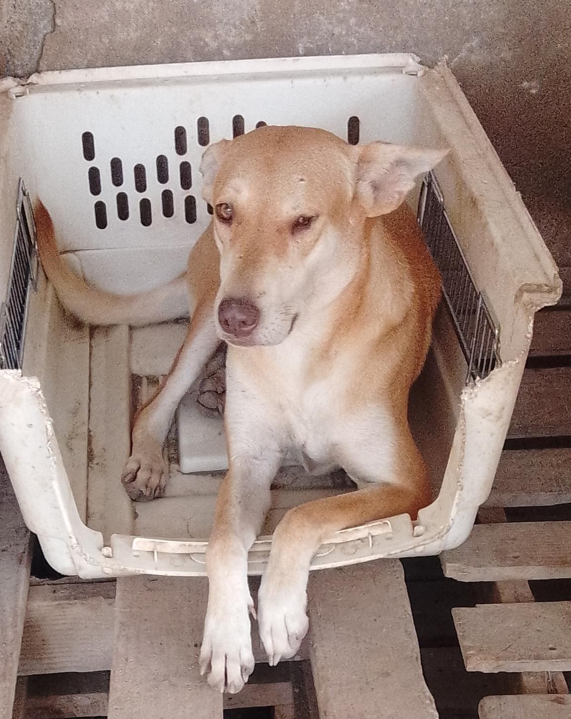 Daysi, an adoptable Mixed Breed in Las Jarretaderas, NAY, 63735 | Photo Image 1