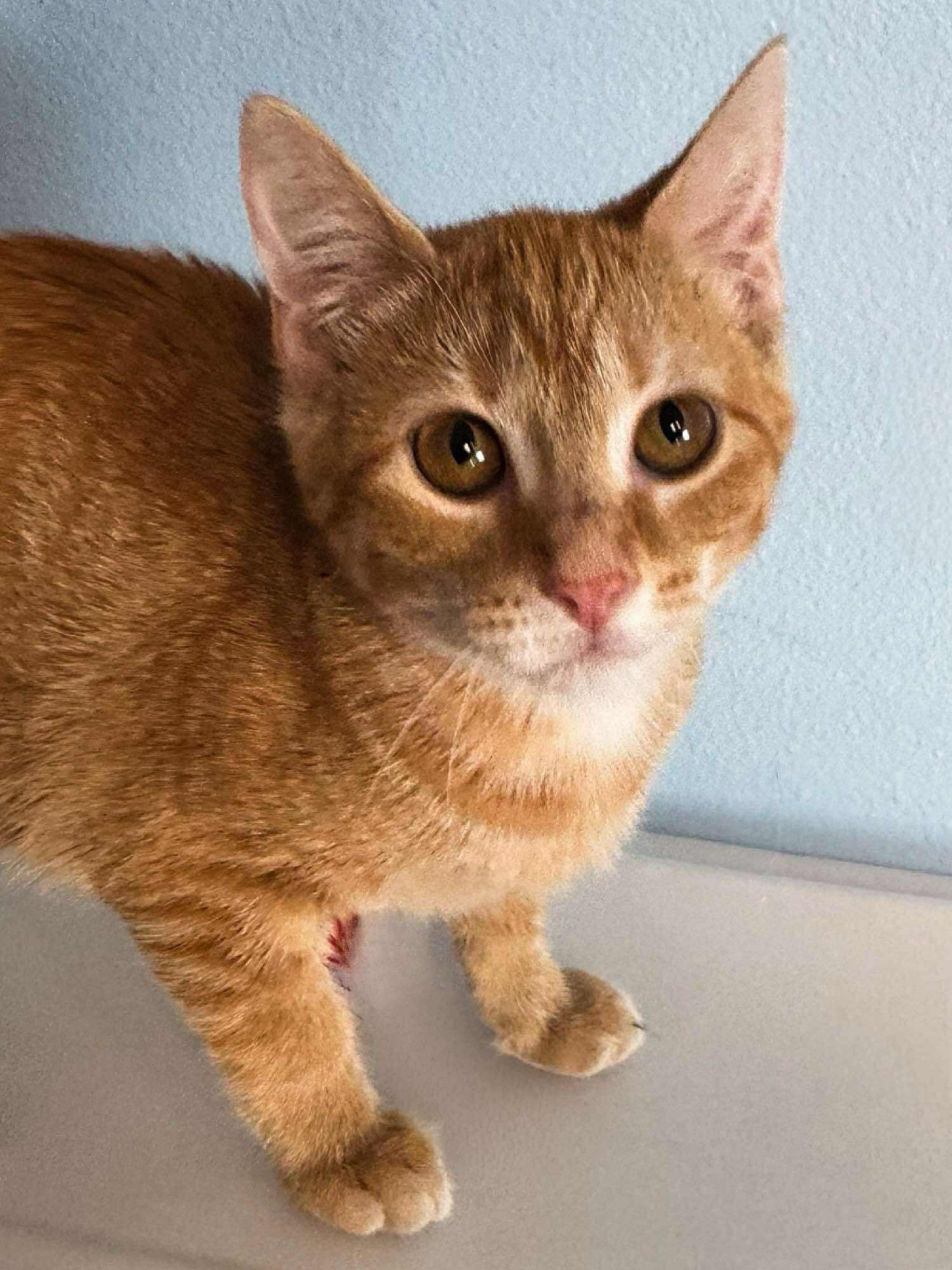 Harley, an adoptable Domestic Short Hair in Sioux Falls, SD, 57101 | Photo Image 1
