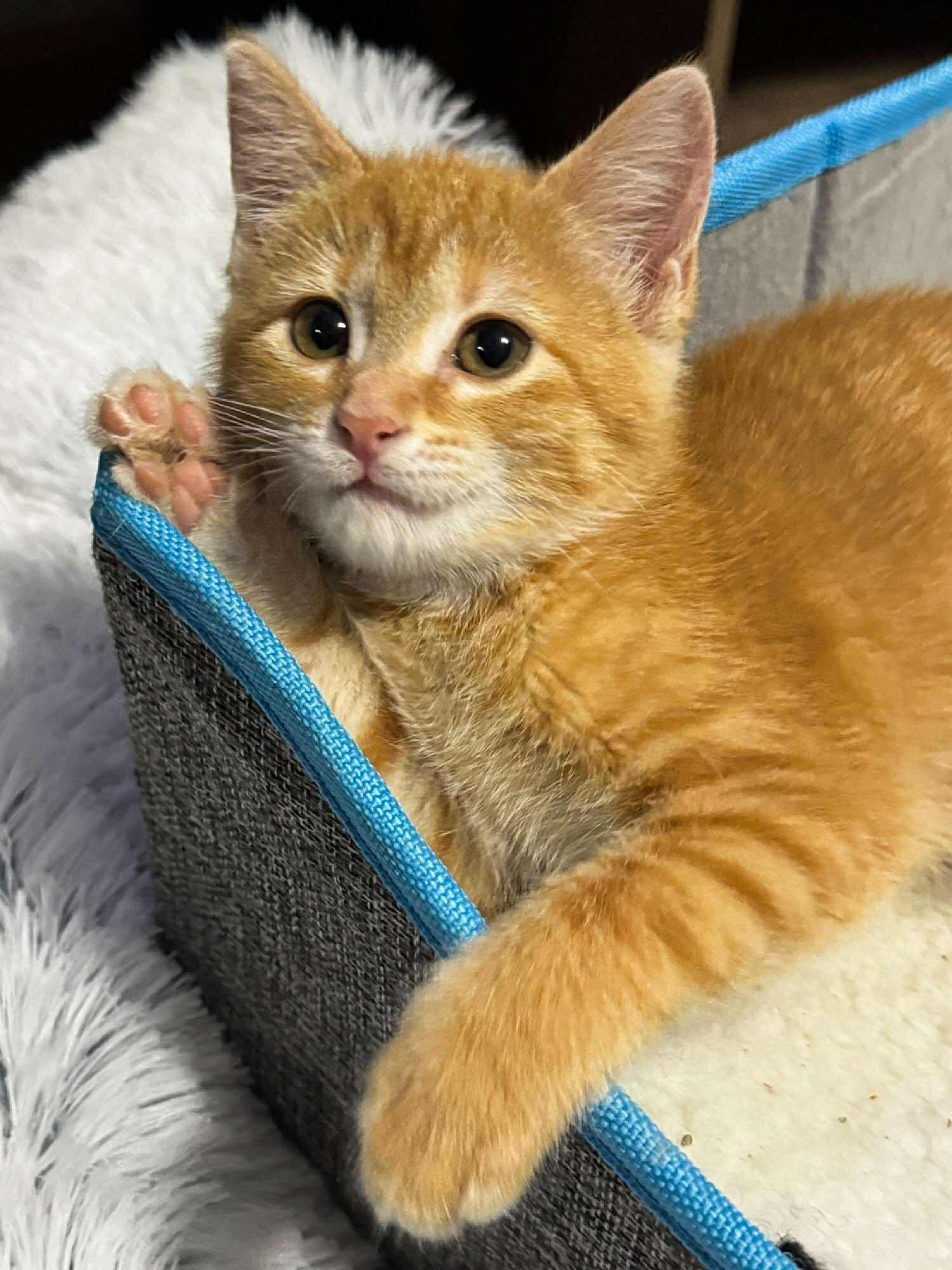 Harley, an adoptable Domestic Short Hair in Sioux Falls, SD, 57101 | Photo Image 2