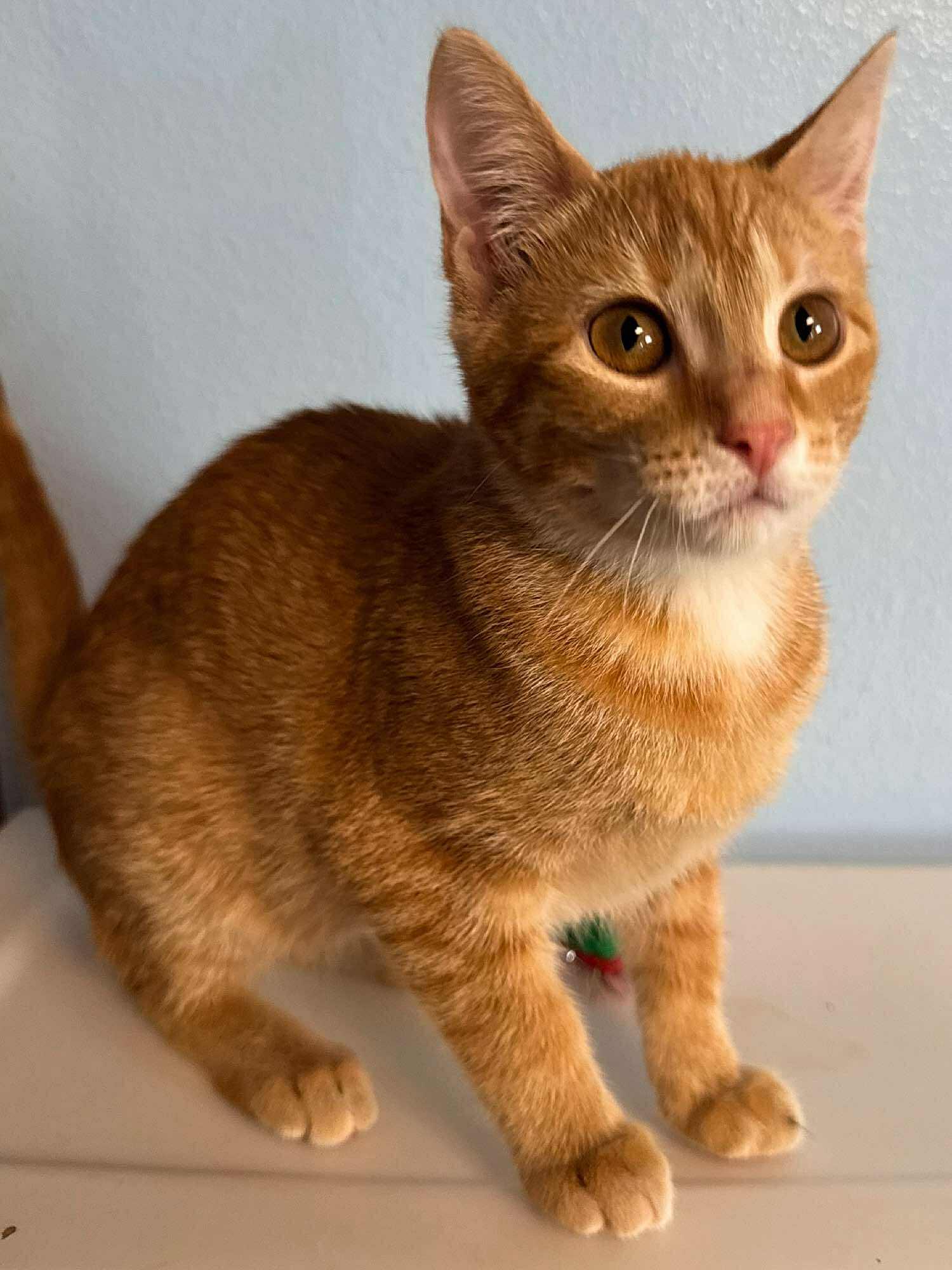Harley, an adoptable Domestic Short Hair in Sioux Falls, SD, 57101 | Photo Image 3