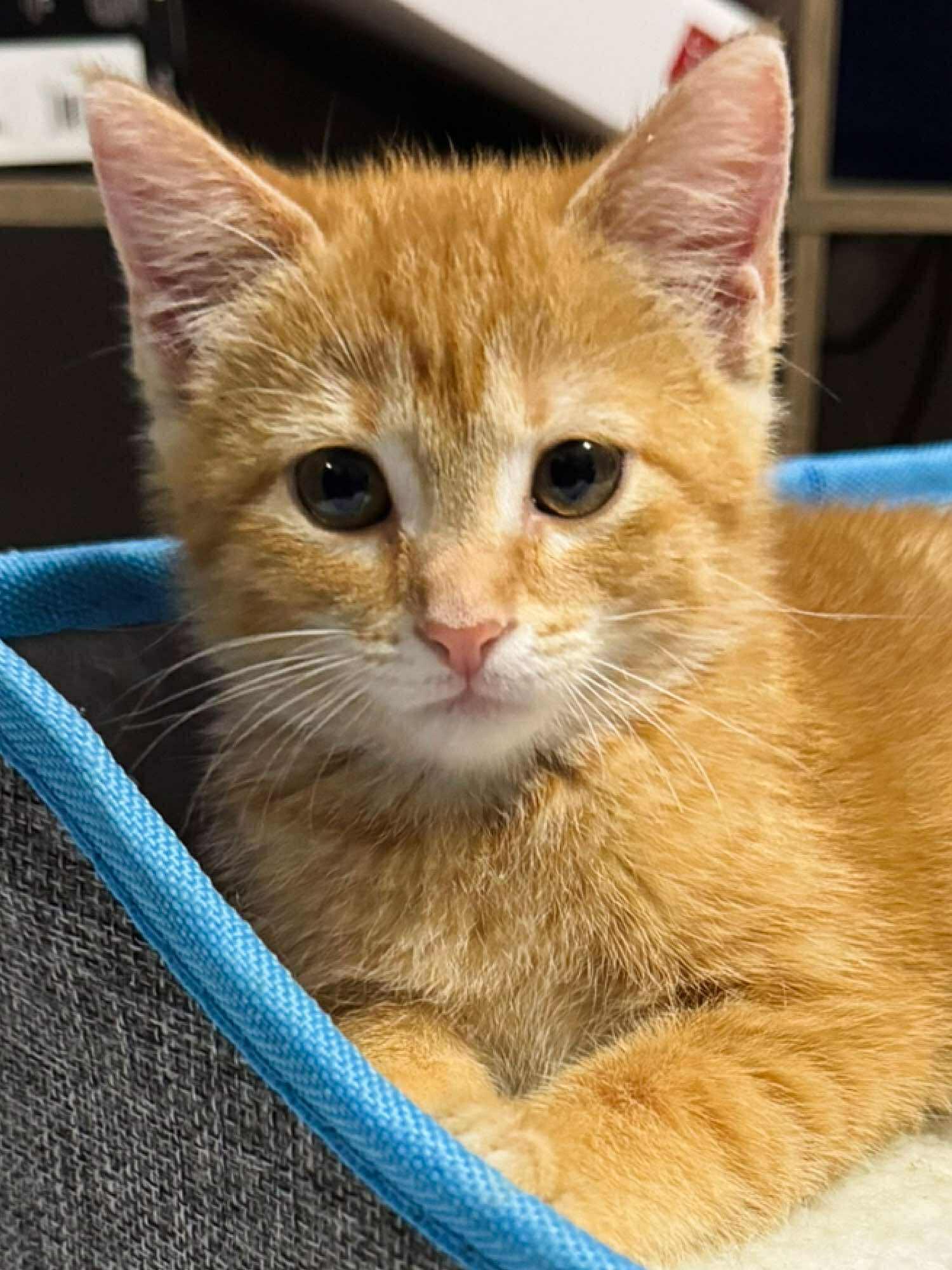 Harley, an adoptable Domestic Short Hair in Sioux Falls, SD, 57101 | Photo Image 2