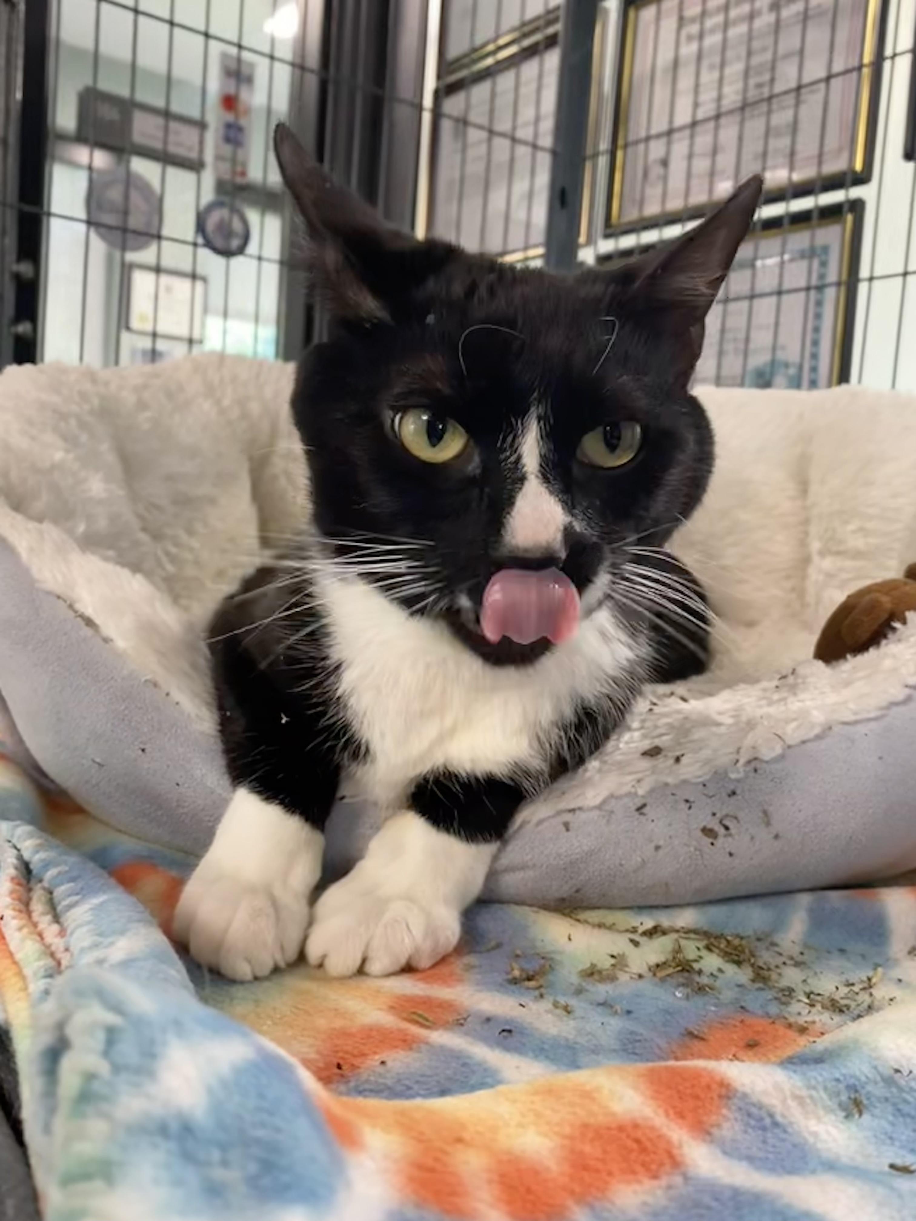 Zeus, Adoptable, Adult Male Domestic Short Hair.