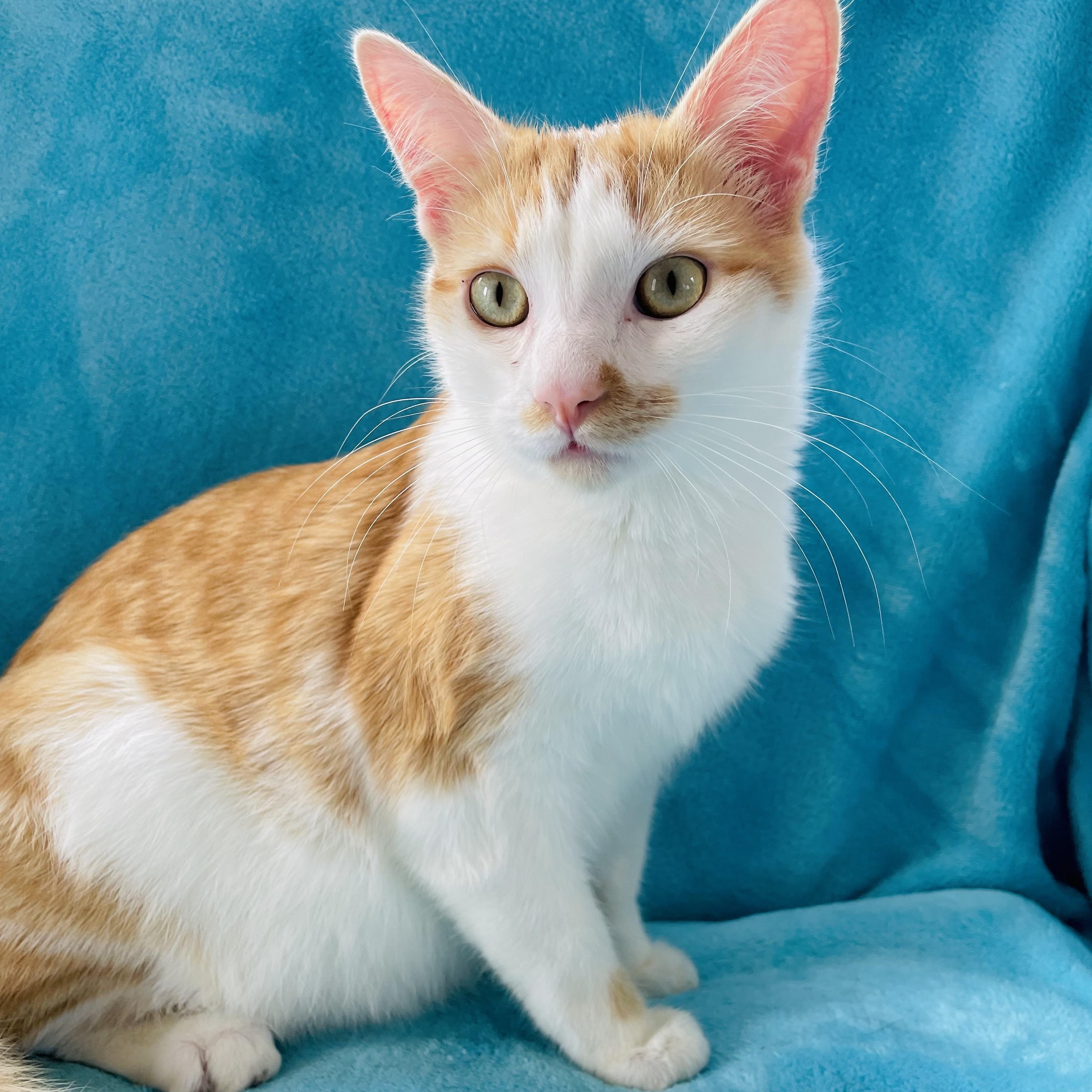 Enlarge Keoni, a ADOPTABLE Domestic Short Hair in Greensboro, NC image 3/3
