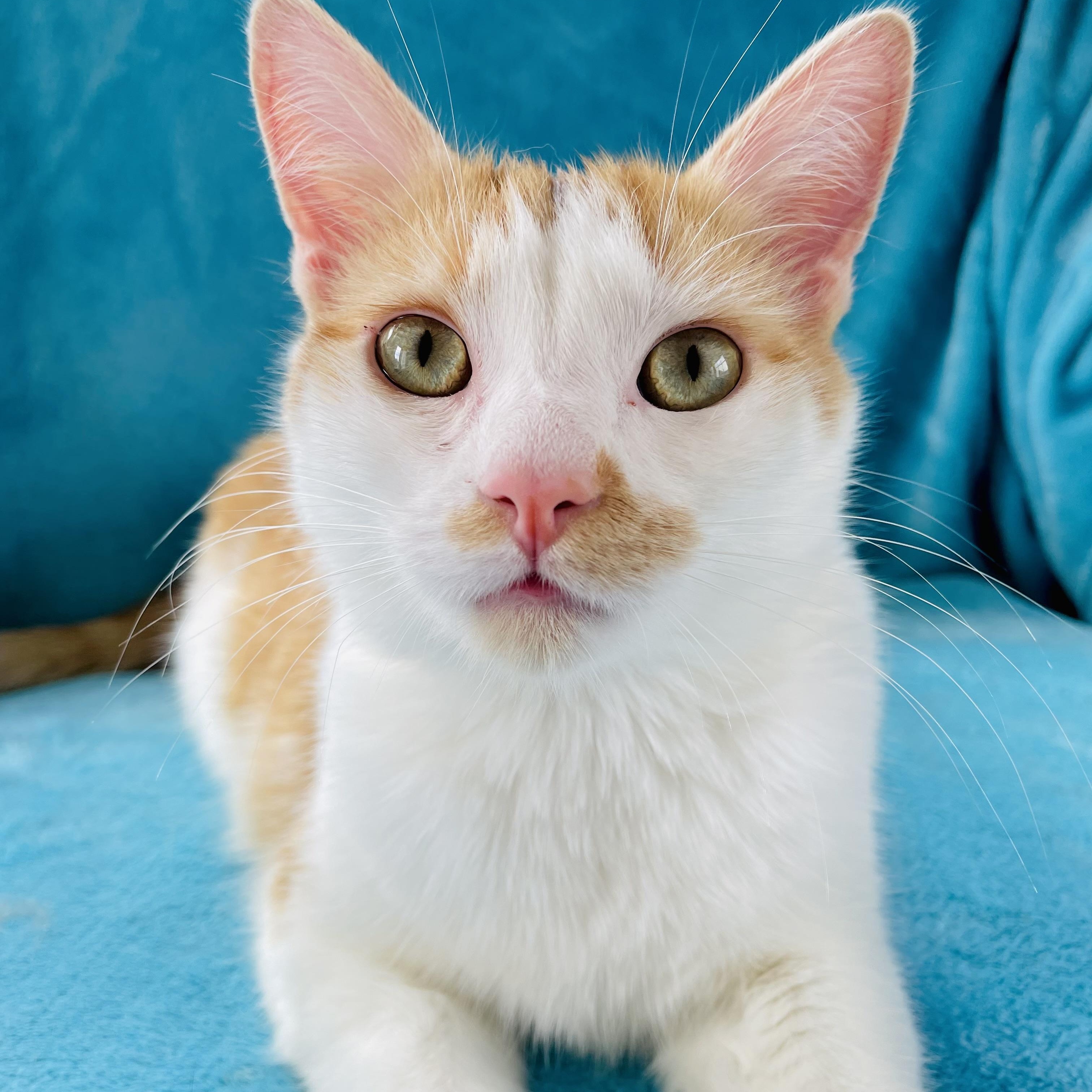 Keoni, ADOPTABLE, Young Male Domestic Short Hair.