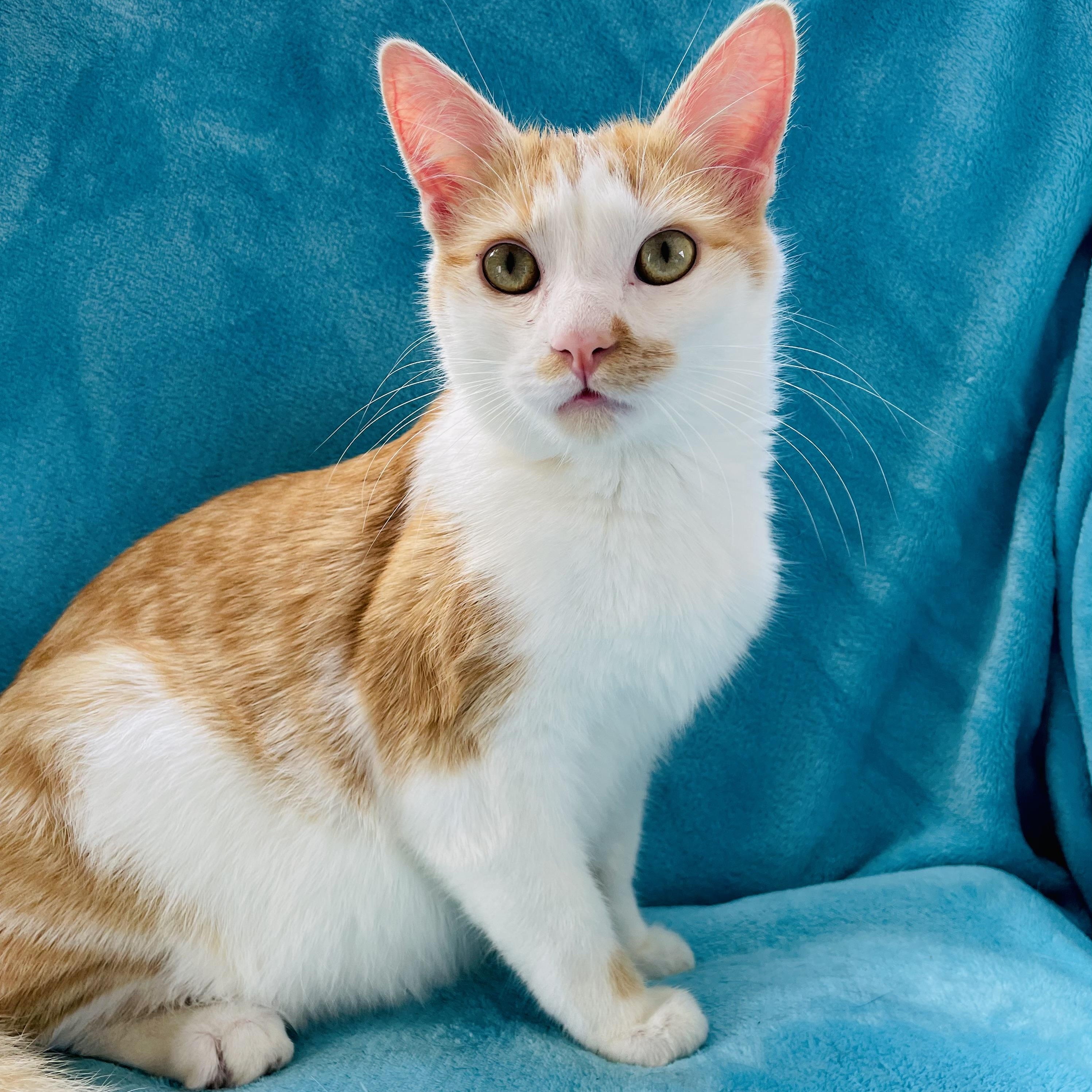 Enlarge Keoni, a ADOPTABLE Domestic Short Hair in Greensboro, NC image 2/3