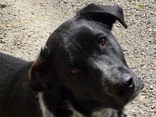 Siri's Marvin, a Adoptable mixed breed in Anaconda, MT image 1/3