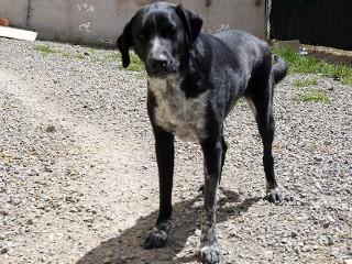 Siri's Marvin, a Adoptable mixed breed in Anaconda, MT image 2/3