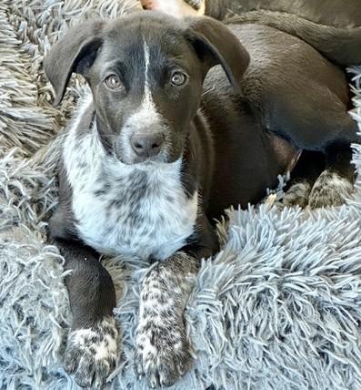 Siri's Marvin, a Adoptable mixed breed in Anaconda, MT image 3/3