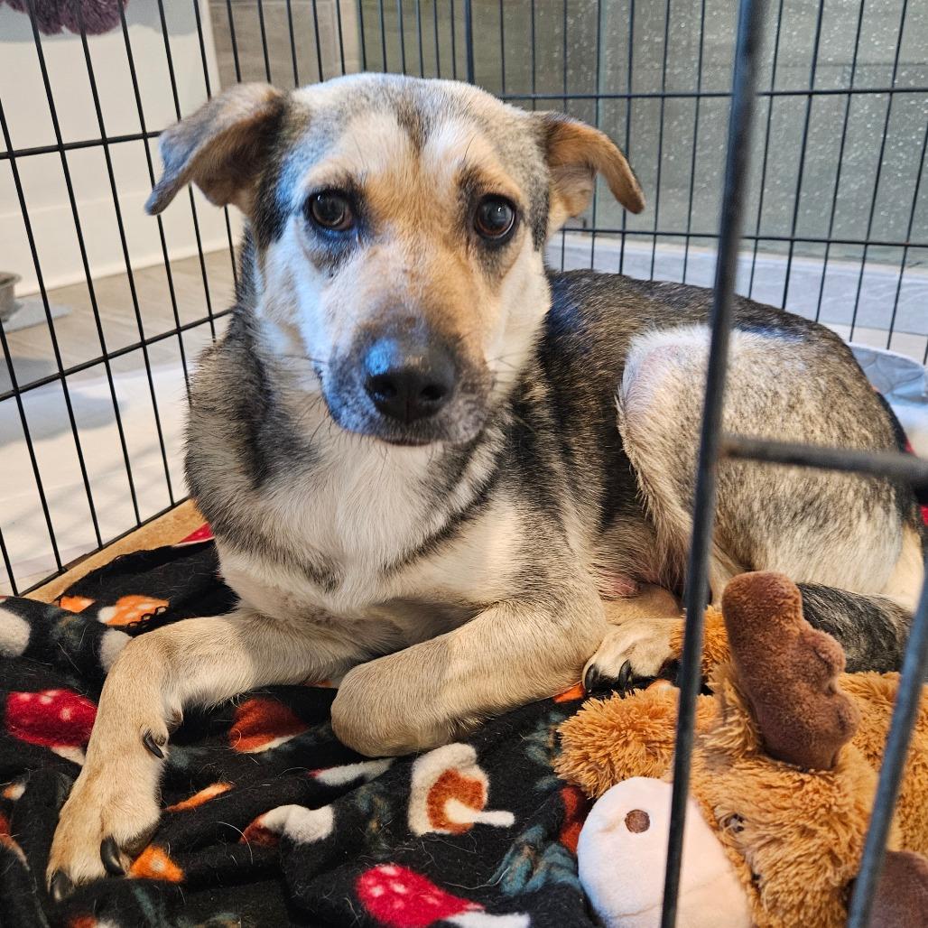 Fern, Adoptable, Adult Female Mixed Breed.