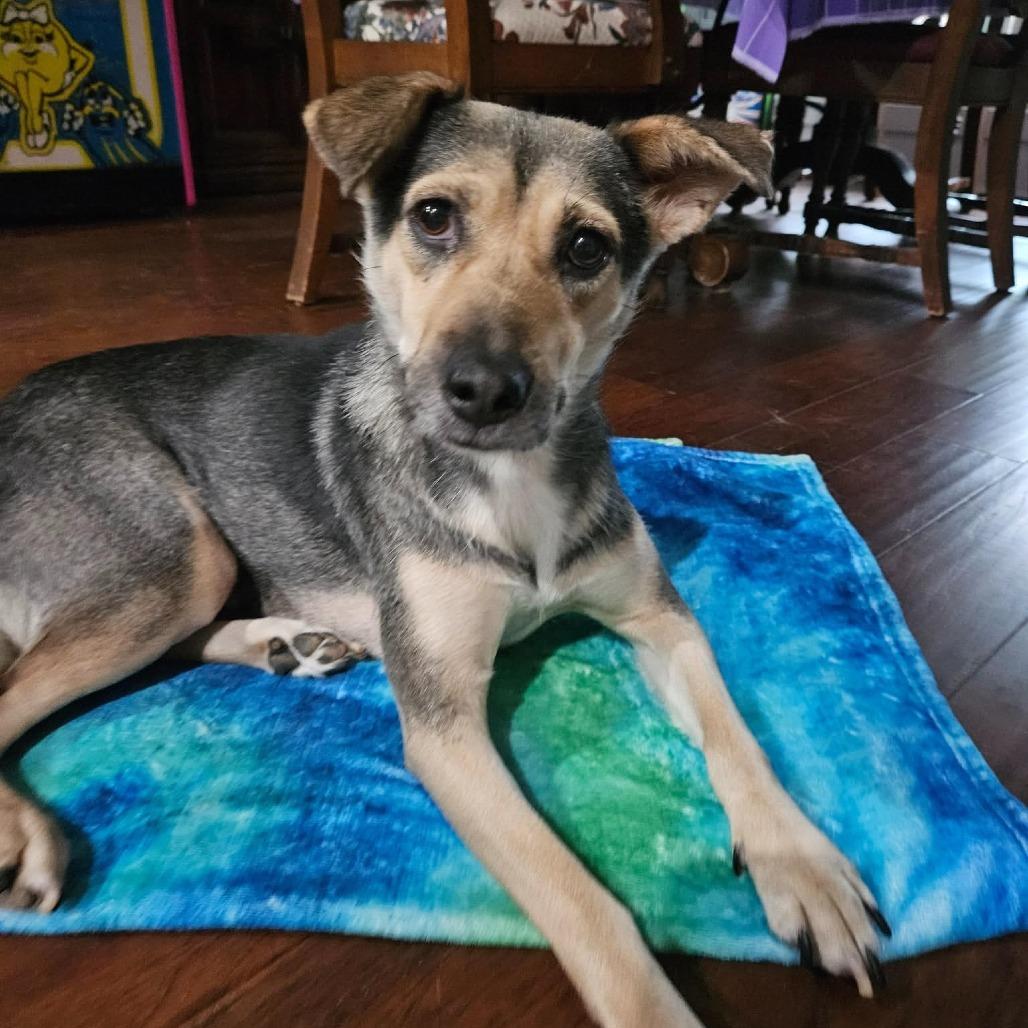 Enlarge Fern, a Adoptable Mixed Breed in Huntsville, AL image 2/2