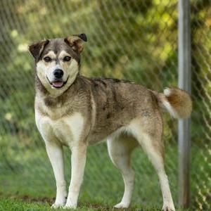 Enlarge Jezzy Belle, a Adoptable Mixed Breed in Erie, PA image 1/6