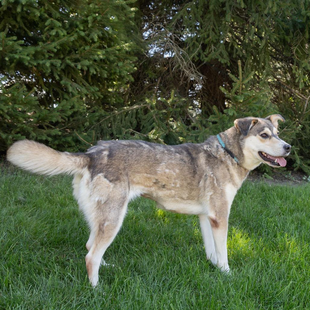 Enlarge Jezzy Belle, a Adoptable Mixed Breed in Erie, PA image 2/6