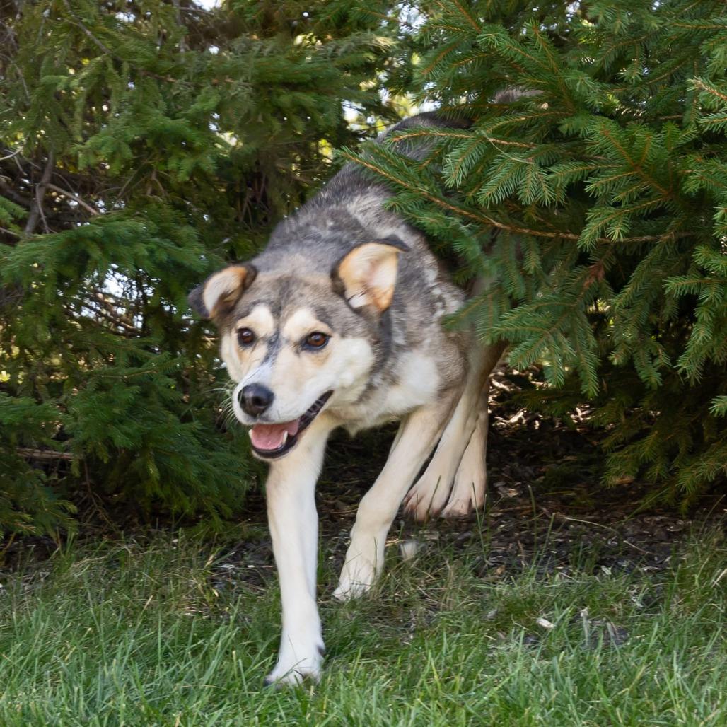 Enlarge Jezzy Belle, a Adoptable Mixed Breed in Erie, PA image 3/6