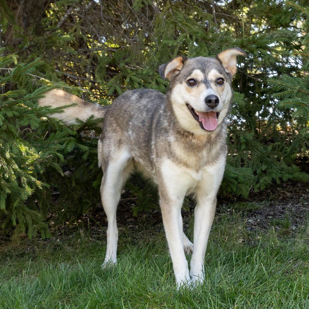 Enlarge Jezzy Belle, a Adoptable Mixed Breed in Erie, PA image 4/6