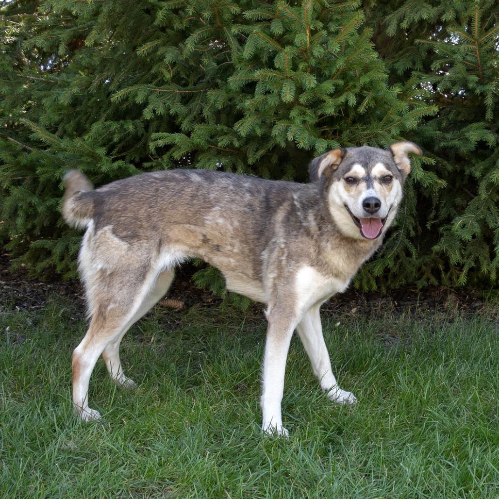 Enlarge Jezzy Belle, a Adoptable Mixed Breed in Erie, PA image 5/6