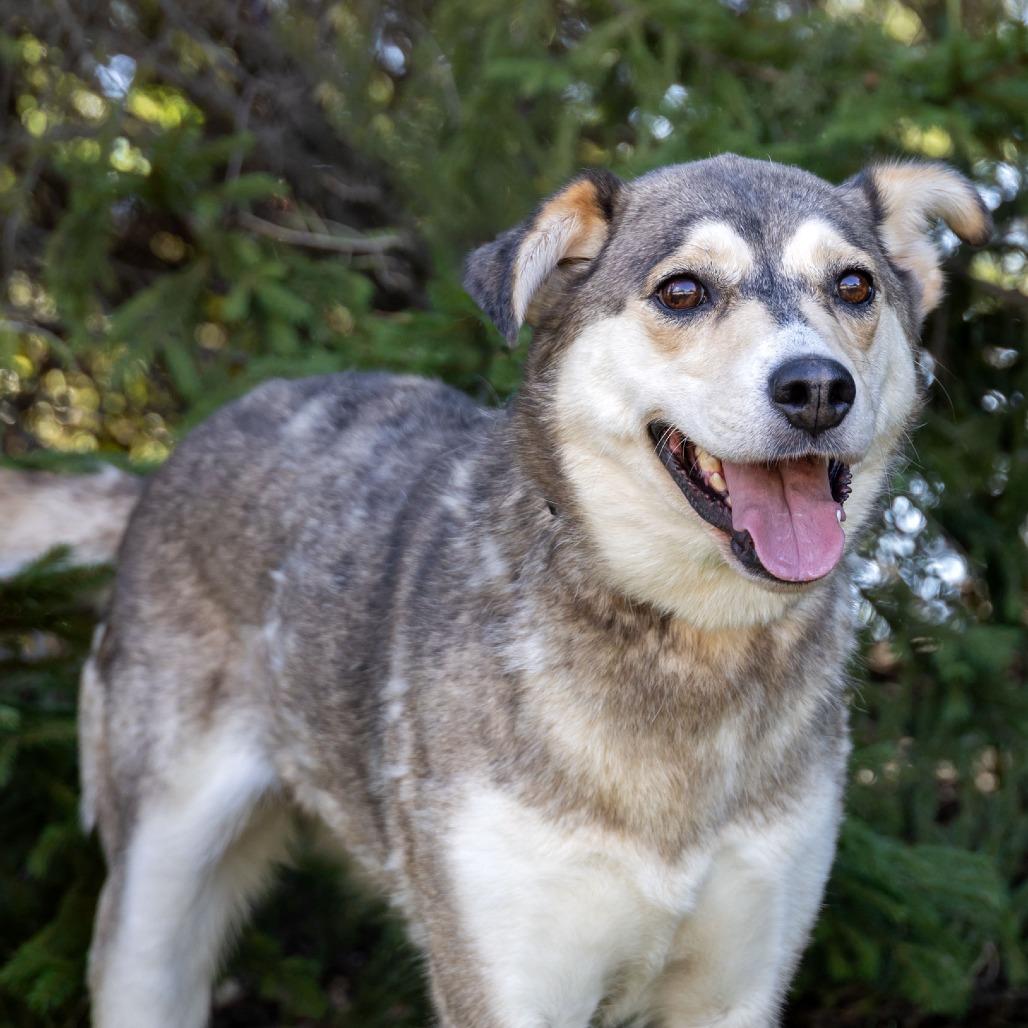Enlarge Jezzy Belle, a Adoptable Mixed Breed in Erie, PA image 6/6