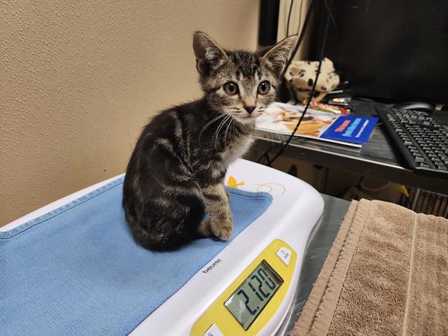 DALLAS, Adoptable, Kitten Male Domestic Short Hair.